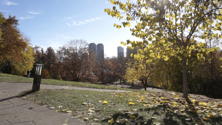 HIGH PARK TORONTO